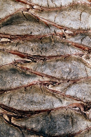 Carved palm bark with drawing that look like waves