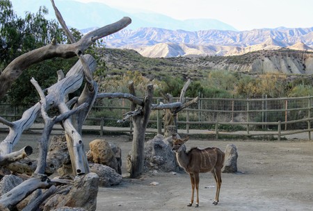 Wild animals in zoo of Almeria theme parkの写真素材