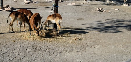 Wild animals in zoo of Almeria theme parkの写真素材
