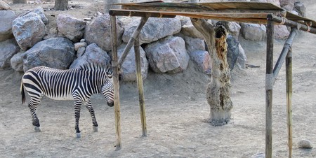 Wild animals in zoo of Almeria theme parkの写真素材
