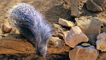 Wild animals in zoo of Almeria theme parkの写真素材