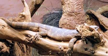 Wild animals in zoo of Almeria theme parkの写真素材