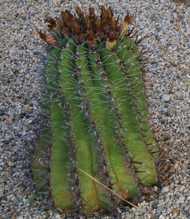 Cactus plant in clay pot surrounded by decorative stonesの写真素材