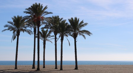 Group of palm trees on the beach of AlmerÃ­a and calm sea in backgroundの写真素材