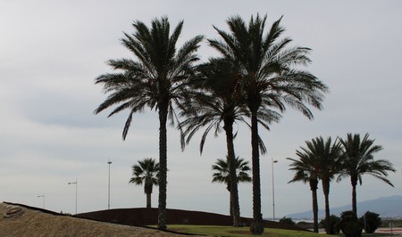 Roundabout with sand, grass and palm trees on a road from Spainの写真素材