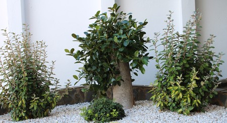 Cactus plant in clay pot surrounded by decorative stonesの写真素材