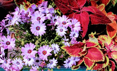 Beautiful bush with many white chrysanthemum flowers and red leavesの写真素材