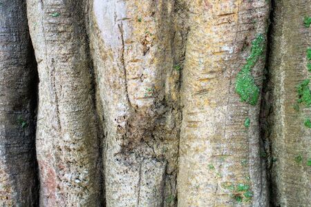 Image of big and old tree trunks wit mossの写真素材