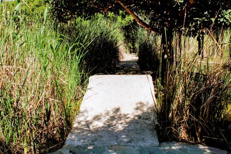 Path through tall grass in a natural site in Rumaniaの写真素材