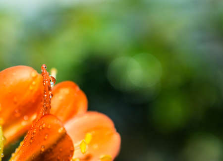 Clivia miniata close upの写真素材