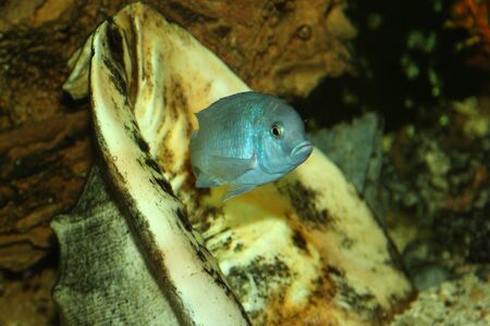 aquarium with sea fish, plants and shells