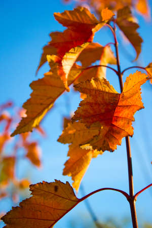 Red autumn leaves against the blue sky