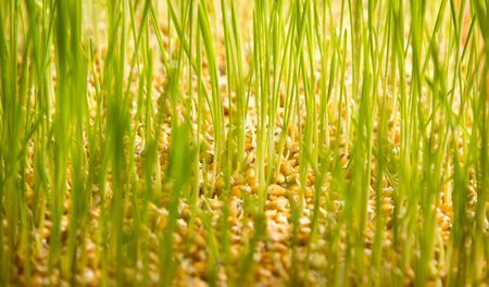 young green wheat grassの写真素材