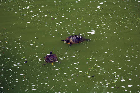 A couple of turtles in the poundの写真素材