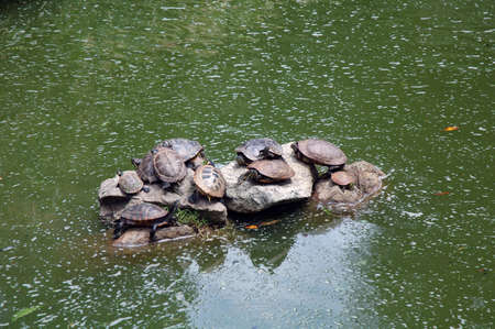 Many turtles sat on the rock in the middle of a poundの写真素材