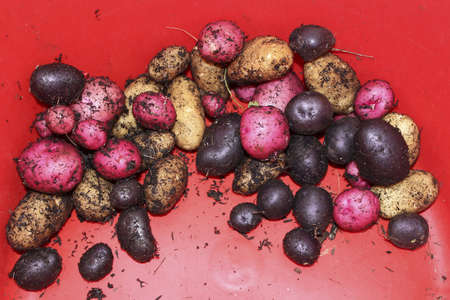 Freshly harvest organic blue, red, and yellow potatoes. の写真素材