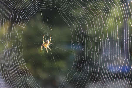 Translucent spider at the center of a web.の写真素材