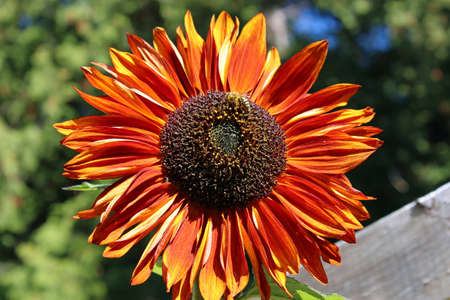 Red and orange sunflower with a bee harvesting pollen in the sunshine.の写真素材