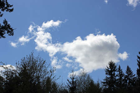 White rabbit-shaped cloud against a blue sky with trees forming a frame.の写真素材