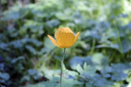 Single yellow Welsh poppy against a natural green background.の写真素材
