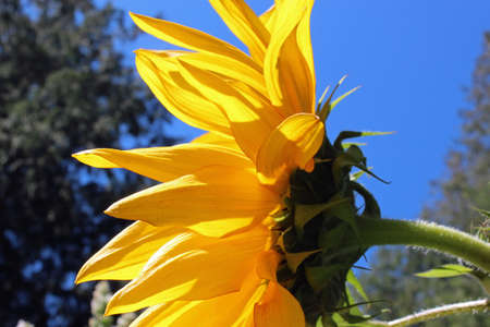 Profile of a yellow sunflower against a blue skyの写真素材