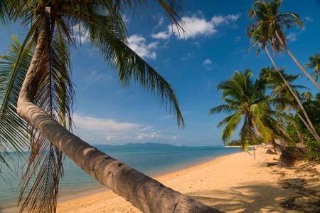Such beach is characteristic for Thailand  This is beautiful combination  ocean,  palms and sand beach の写真素材