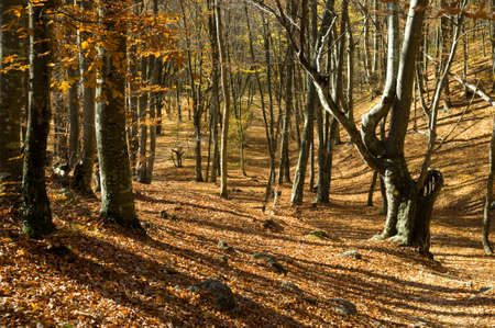 Beech forest is smiled in the sunshine. Autumn forest is scattered with fallen leaves.の写真素材