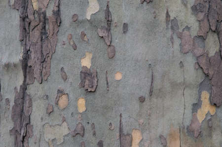 This is close-up photography of sycamore (planes) bark. The mature bark peels off in irregularly...
