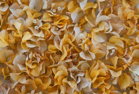Many yellow flowers of Bougainvillea forms a background. Bougainvillea  beautifies southward health resorts.の写真素材