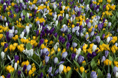 There are many multi-colored crocuses on the photo. Such flowerbed is characteristic for spring.の写真素材