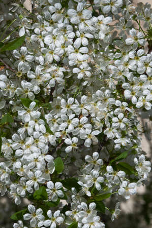 This is a cherry-blossom. It is spring.の写真素材
