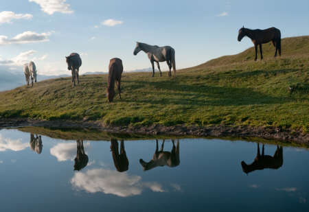 Horses are at grass neare the mountain lake. Horses, blue sky and clouds are glassed in the lake.の写真素材