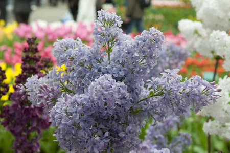 There is thrifty syringa in the foreground. Background is bright and multicolored.の写真素材