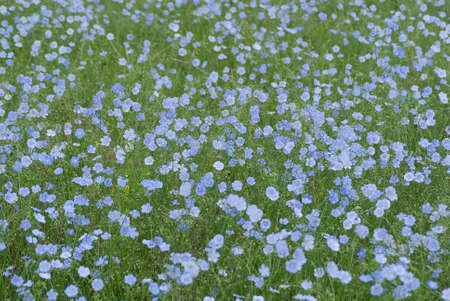This is field of wild flax. Botanic name of these flowers is mother of thousands.の写真素材