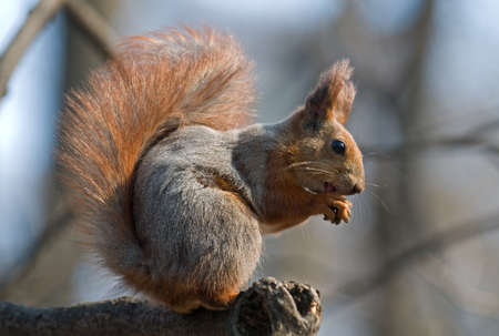 Bushy squirrel puts its talons together and sits on the branch. Squirrel's pelage is red and gray.