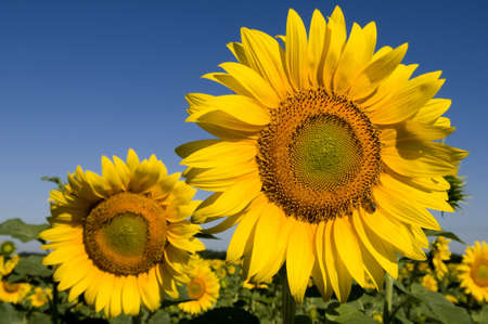 Sunflowers are captured on photo on the blue sky background. The bee gathers nectar from sunflower.の写真素材