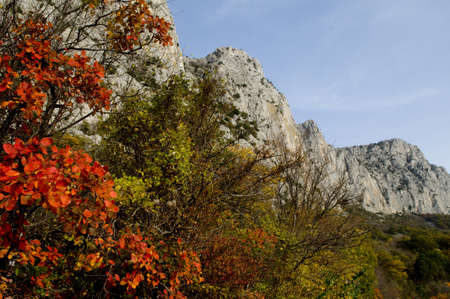 Autumn bright red leaves of smoke-tree are frame high rocks  it it autumn in the mountains の写真素材