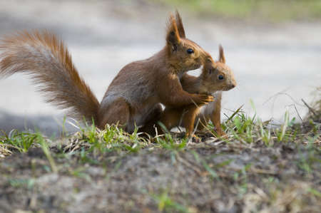 The squirrel wound the joey in its paw with the aim of holding down  Animals is situated on  the grass の写真素材