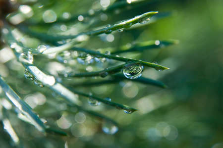 Water tears on the pine needles glint in the sun  It is morning の写真素材