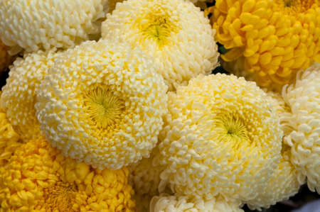 These are big yellow and white chrysanthemum  These flowers are characteristic for autumn 