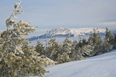 Frost forest  pines  is in the foreground  The valley covered with clouds and rocky mountain are in the background の写真素材