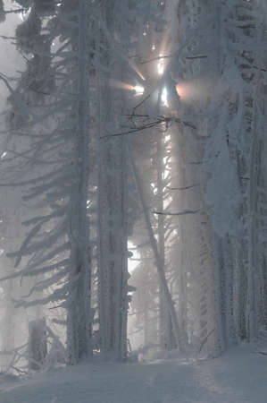 This is a winter forest  Sun rays struck through the frost trees の写真素材