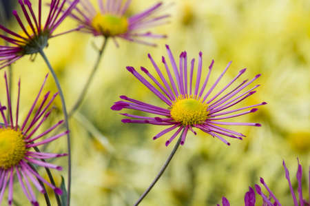 These exquisite flowers are chrysanthemum  Pink flowers are situated against the yellow blurred background の写真素材
