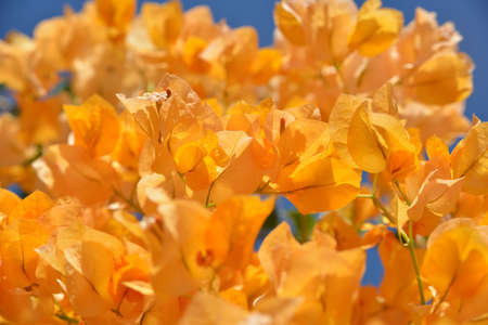  Orange bright flowers are situated against the blue sky background  Bougainvillea is a genus of flowering evergreen plants の写真素材
