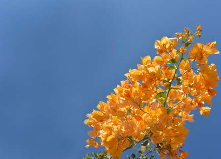 Orange bougainvillea flowers are situated against the blue sky background  Flowers occupy only a part of  picture の写真素材