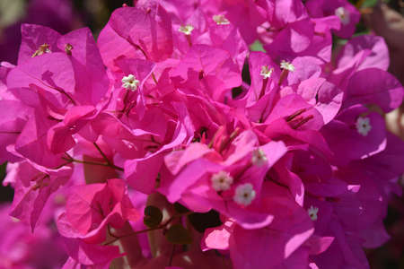 Bougainvillea is a genus of flowering plants  They are evergreen where rainfall occurs all year, or deciduous if there is a dry season の写真素材