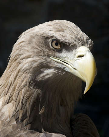 The Steppe Eagle  Aquila nipalensis  is a bird of prey  The eagle is formidability 