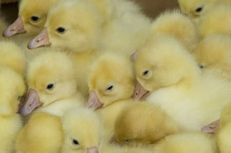 Small pretty ducklings collected together  Ducklings are yellow and fluffy の写真素材