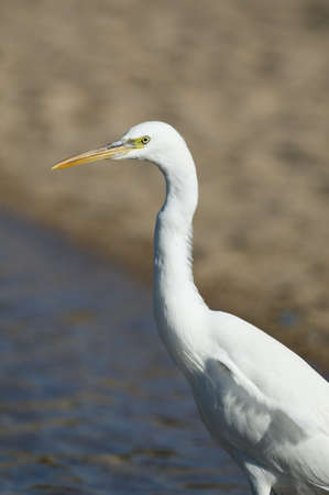 This is a Great Egret  Ardea alba   Heron is situated against the seaboard background の写真素材