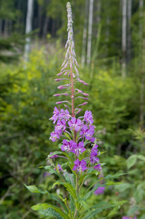 Pigweed  Chamerion  is used as a herbal tea  This plant is applied as a herbal medicine in the different countries の写真素材